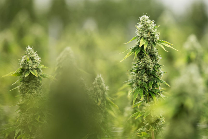 Massive scientific report on marijuana confirms medical benefits