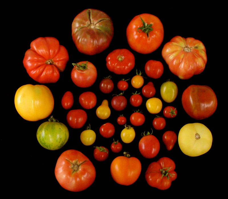 Lost genes that boost tomatoes’ flavor identified