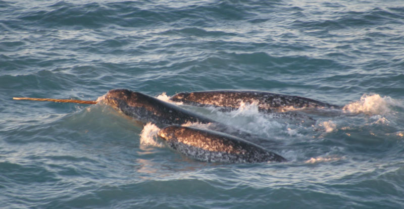 Pod of narwhals, northern Canada, August 2005. Image courtesy of Kristin Laidre.