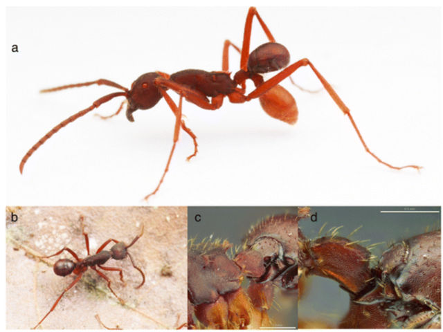 Above, you can see <em>N. kronaueri</em> attached to the ant's back and using its mandibles to grip between the second and third segments of the ant's body. Below, a close-up of the beetle's mandibles clamped on.