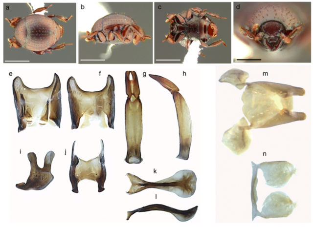 Top images are <em>N. kronaueri</em>, seen from all sides. Below are images of the beetles' genitalia, used to identify the new species. e through l are male genitals; m and n are female. 