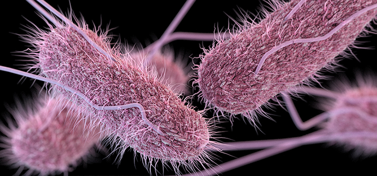 diarrhea-causing-salmonella-can-be-weaponized-to-flush-out-cancer-ars