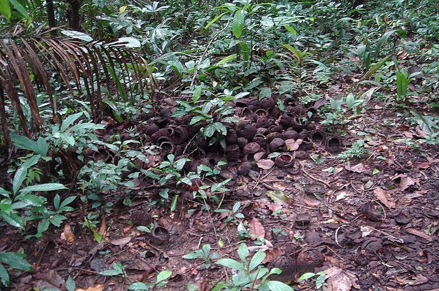 Brazil nuts scattered at the base of trees in the Amazon. These trees are so common in the Amazon today because of human cultivation that began over 8,000 years ago.