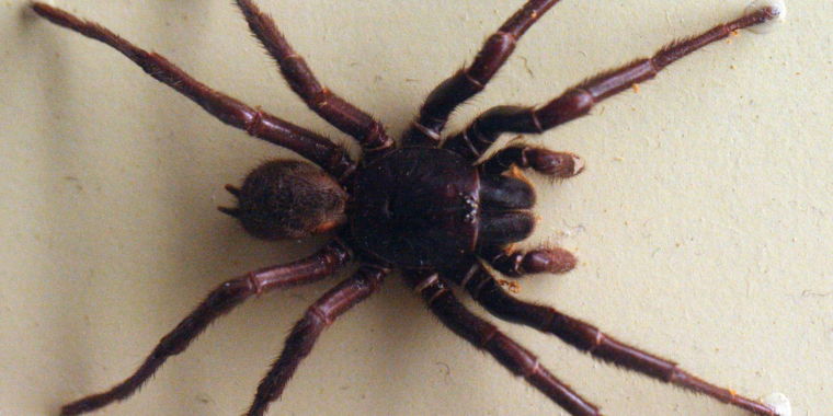 photo of Spider venom messes with our brains—and may help protect them from harm image