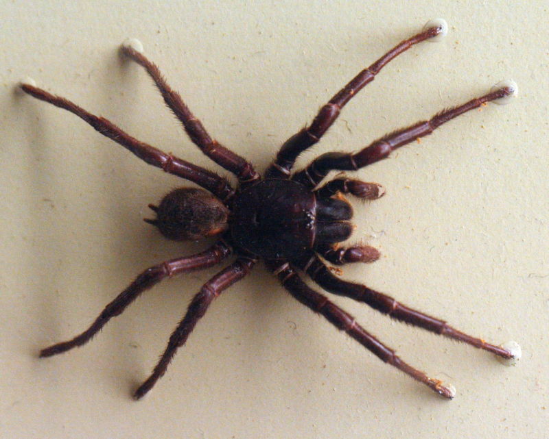 The Australian funnel-web spider (<em>Hadronyche infensa</em>). 