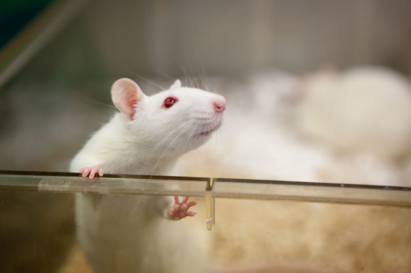Medical Research: albino rat for animal experiments