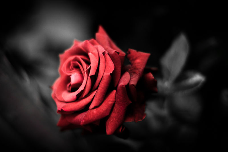 Researchers create electronic rose complete with wires and supercapacitors