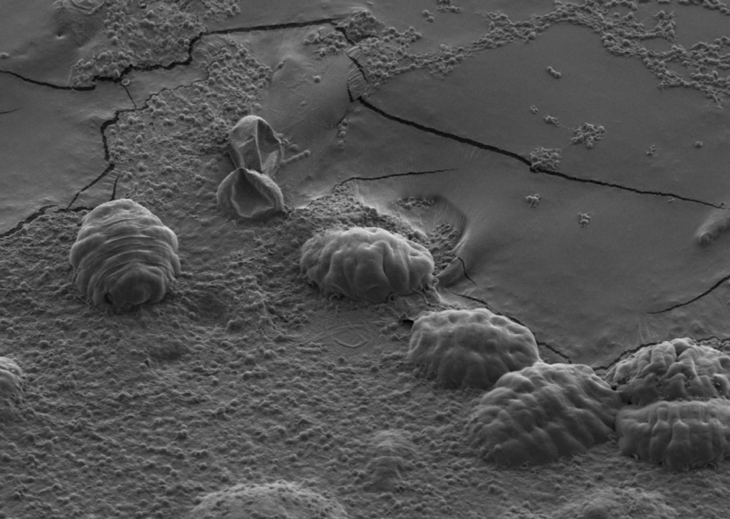 The image shows a scanning electron micrograph of 6 tardigrades in their tun state. When tardigrades dry out they retract their legs and heads within their cuticle, forming these little balls.