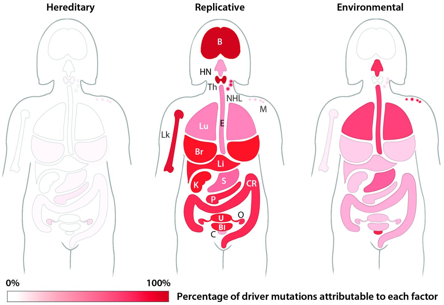 Bad luck may play a big role in cancer—but prevention tactics still ...