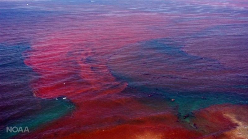 Ocean Algae