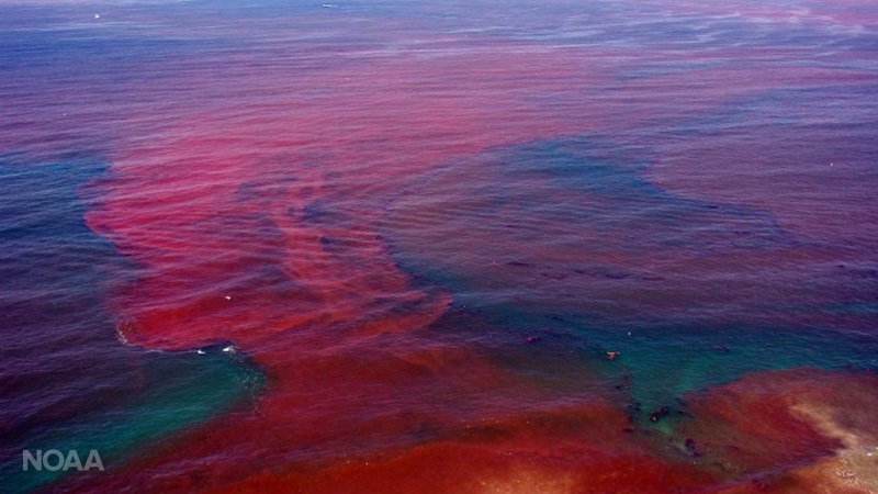 crimson tide ocean