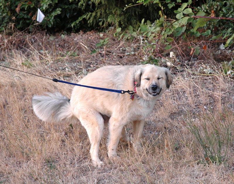 a dog that poops fast doesnt poop long