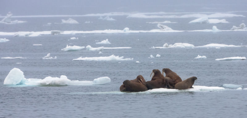 Walruses on floating ice, Chukchi Sea.