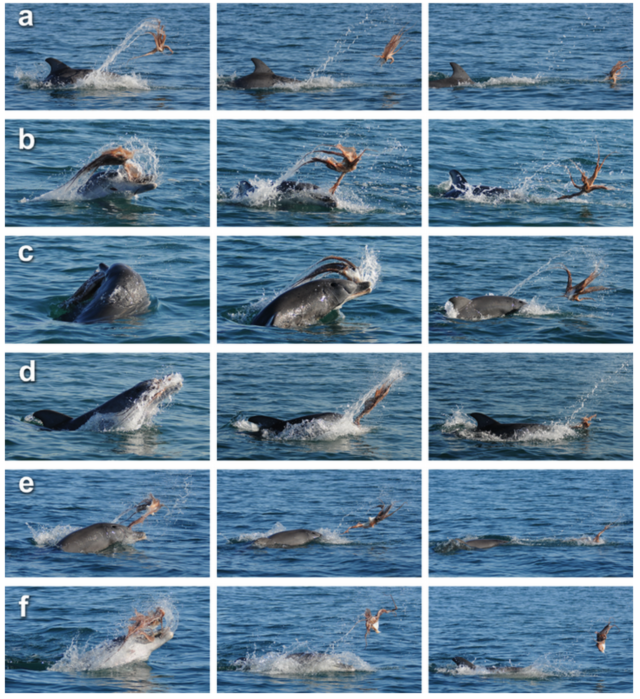 The many fighting postures of the dolphin and the octopus.