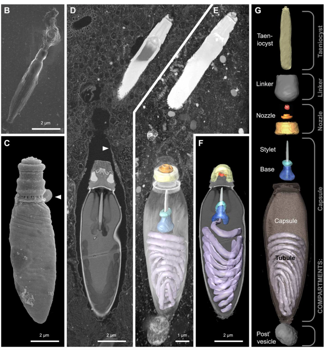 A dinoflagellate protist which has eyes like in vertebrates, and ballistic multi-barrel guns for taking out prey. By design, or evolution? Screen-Shot-2017-04-07-at-1.01.13-PM