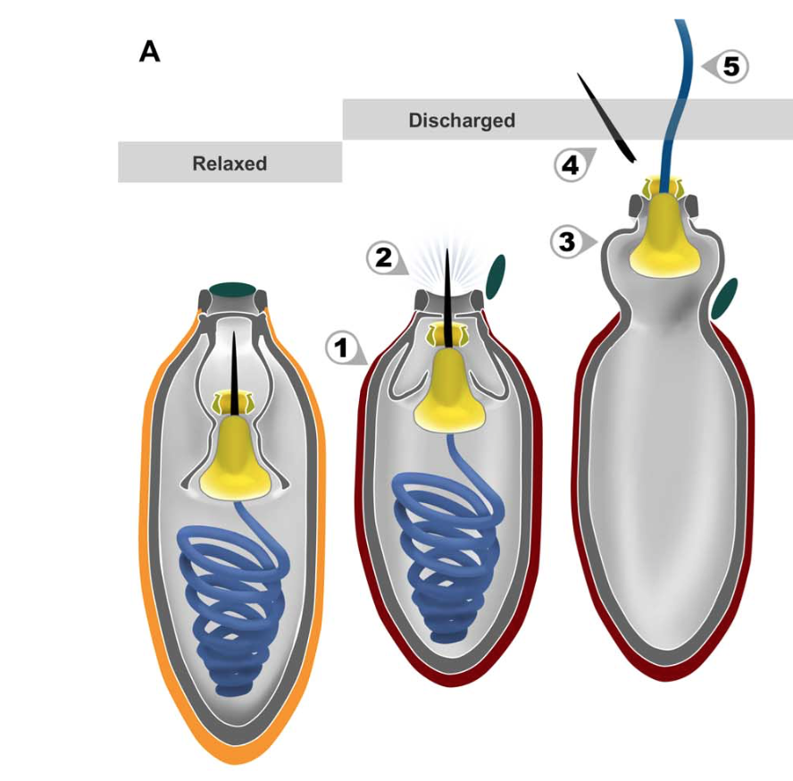 A dinoflagellate protist which has eyes like in vertebrates, and ballistic multi-barrel guns for taking out prey. By design, or evolution? Screen-Shot-2017-04-07-at-1.08.13-PM