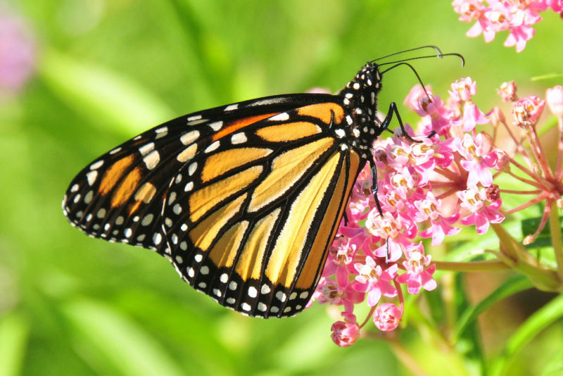 A farewell to kings? New ideas on the vanishing monarch butterflies ...