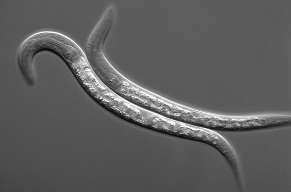 Dietary fats make worms live almost 50% longer—no human results yet