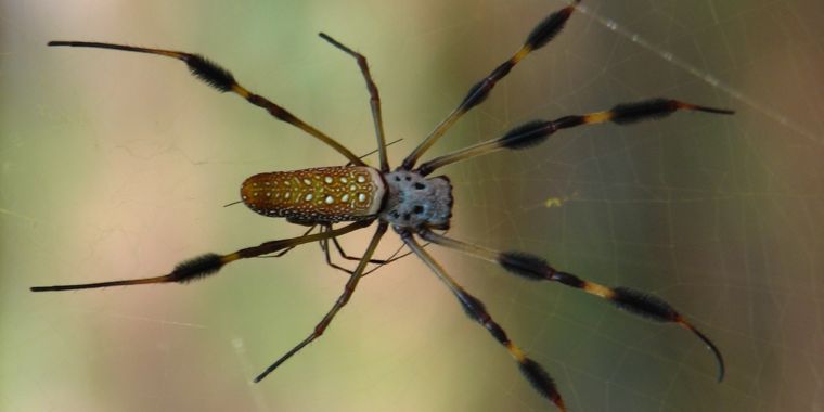 Spider silk genes used in… venom gland? | Ars Technica