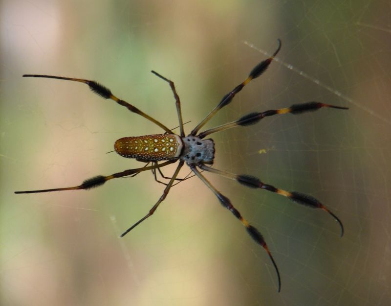 Spider silk genes used in… venom gland?