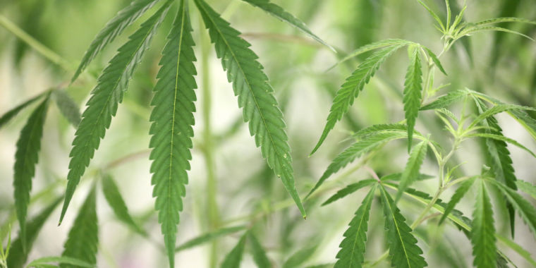 Згідно з повідомленнями, DEA перекласифікує марихуану як наркотик низького ризику