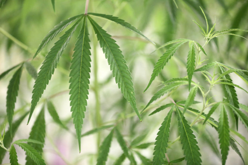 Medical marijuana growing in a facility in Canada.