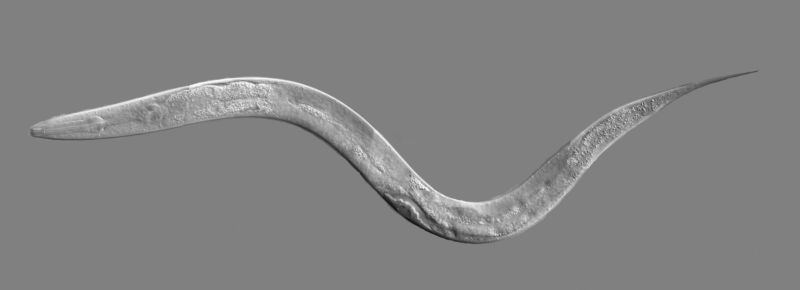 Kimble_worm_c_elegans2_02-800x290.jpg