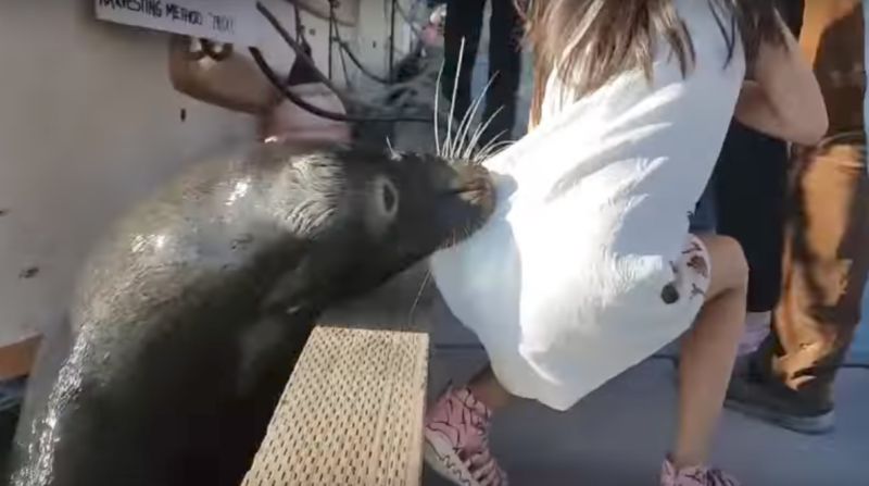 Viral video of girl snatched by sea lion raises “seal finger” awareness