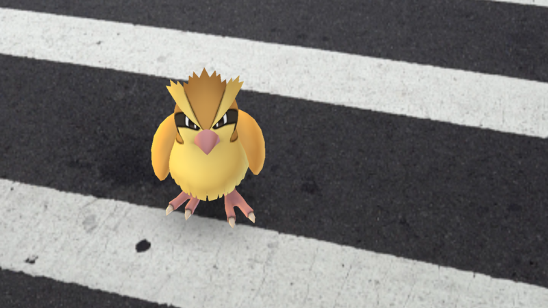 pokemon-go-pidgey-800x450.png