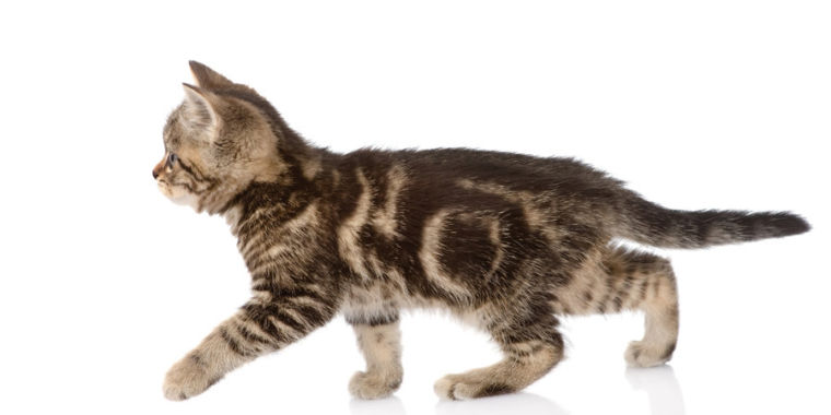 Cats are an extreme outlier among domestic animals | Ars Technica