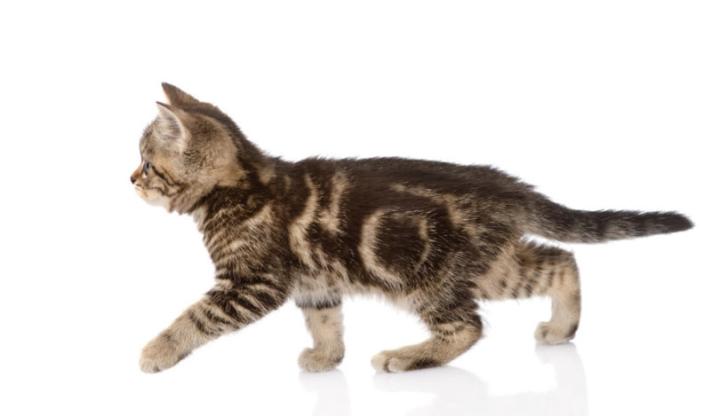 How House Cats Evolved