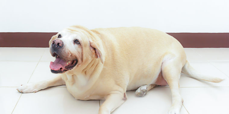 Our furry friends are getting fat just like us; 1 in 3 are overweight