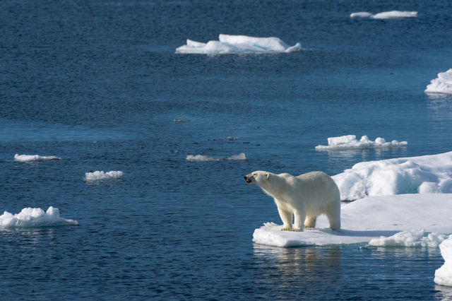 A polar bear (Ursus maritimus) is looking for food at the edge of the pack ice north of Svalbard, Norway in July 2015.