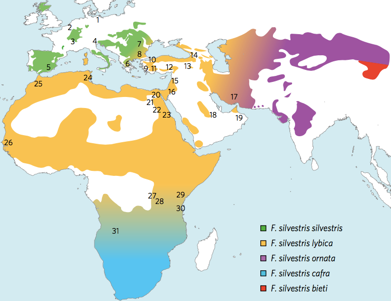 This map shows the locations of wildcat clades in the modern world. Note that the domestic lineage (yellow) begins in Egypt and southwest Asia.