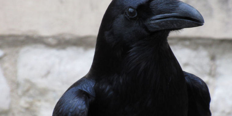 Ravens ignore a treat in favor of a useful tool for the future