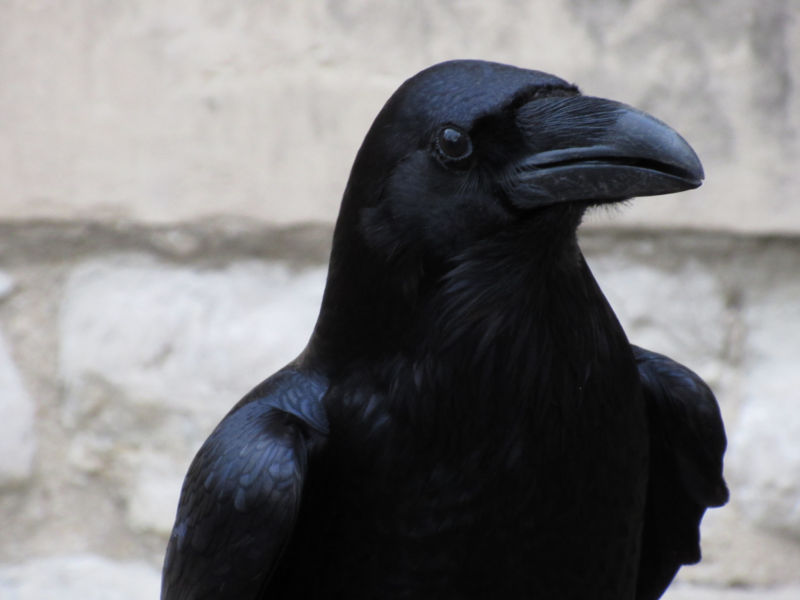 Ravens Are Evolving, and Not in the Way You'd Expect