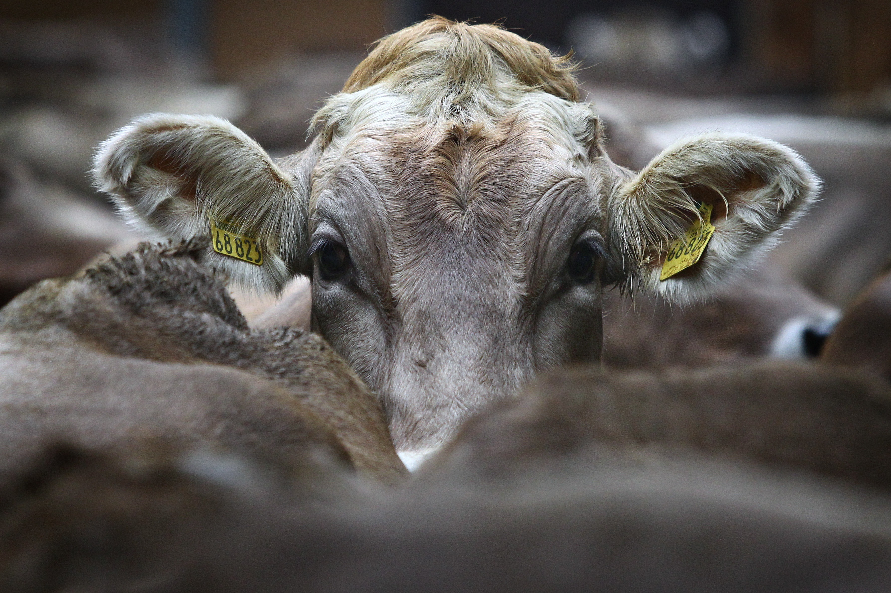 “Atypical” mad cow disease detected in Alabama | Ars Technica