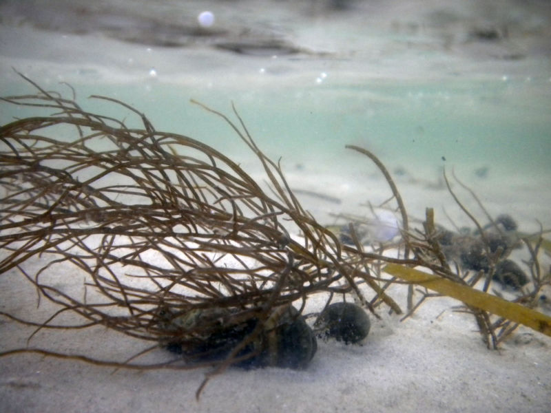 We’ve screwed up the coasts so badly that an invasive species is a plus