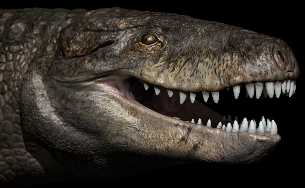 Image-8-980x604.png