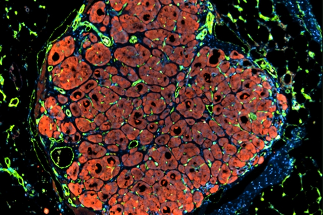Vascularized engineered human liver tissue that has self-organized into a lobule-like microstructure.
