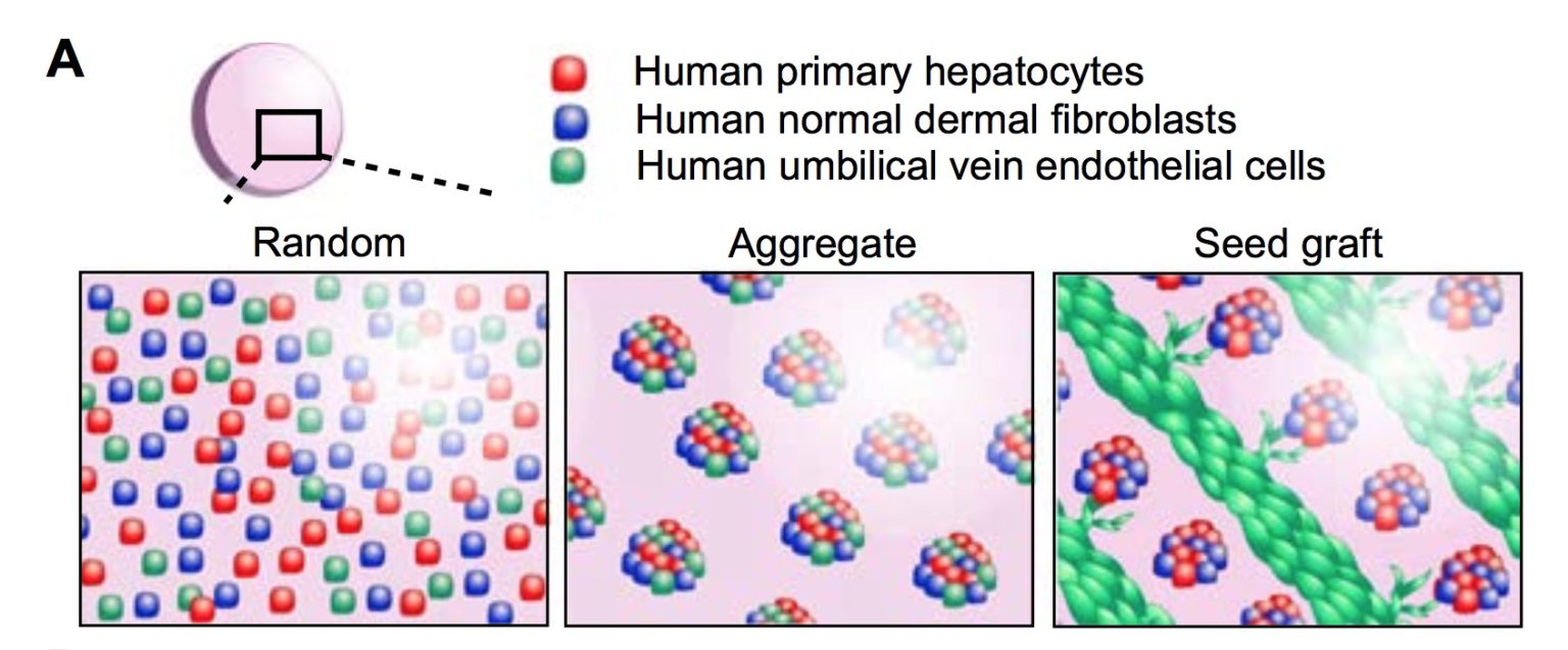 Human liver cells seeded in mouse expands 50-fold to functional ...