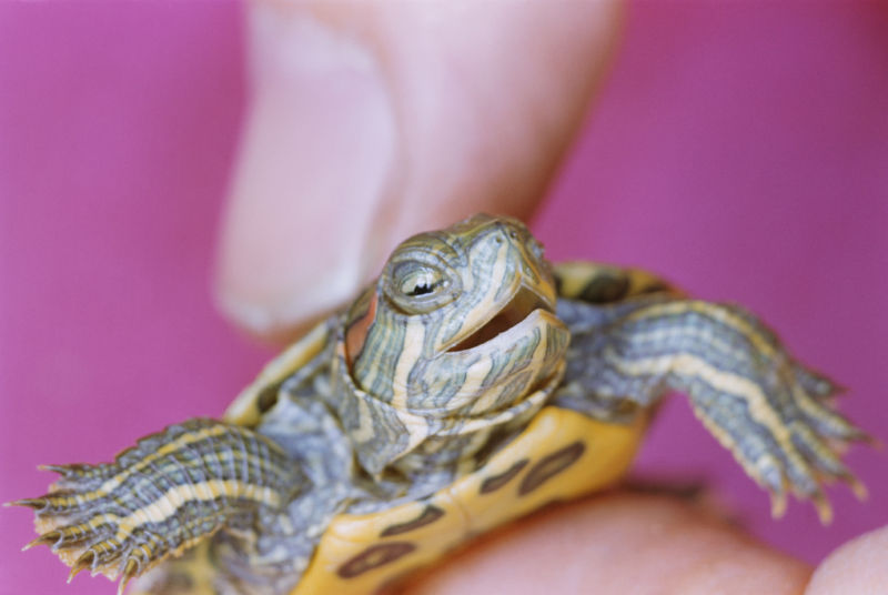 Tiny Turtles Responsible For Salmonella Outbreak, Says CDC