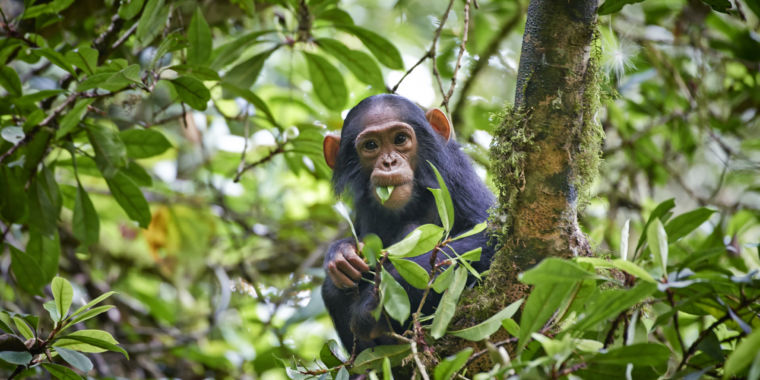 With genetic morph, a weird type of anthrax has emerged—and it’s on a ...