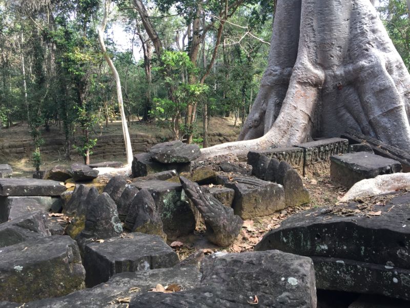 These are the relatively recent remains of an ancient temple in the tropical forest of Cambodia.