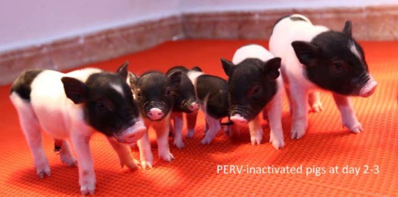Scientists debug pig genome in preparation for agricultural organ donors