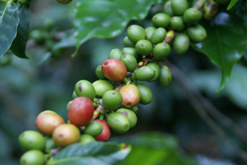 https://arstechnica.com/science/2017/09/coffee-vs-climate-change-the-news-is-not-good/