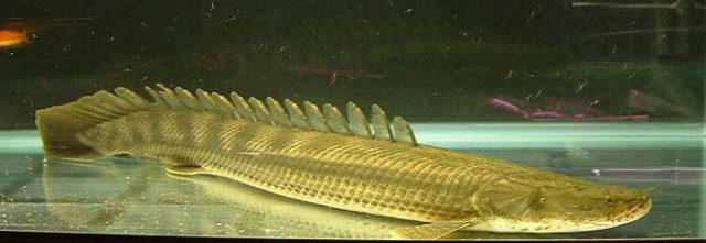 Ancient Fish Skulls Shake Up The Vertebrate Evolutionary Tree Ars 