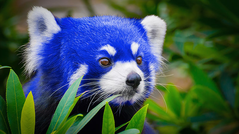 Blue Hair Happy Panda - wide 3