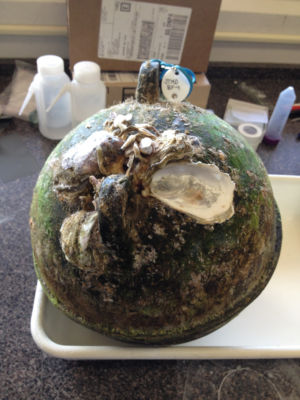 Care for some oysters? This Japanese species rode a buoy across the Pacific.
