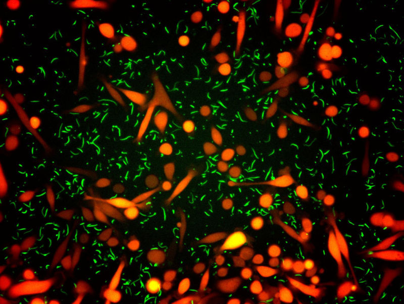 An example of an experiment where bacteria (green) and cancer cells (red) are co-cultured.